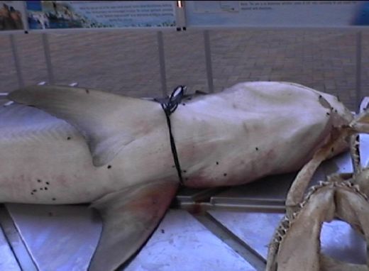 Dead Tiger Shark Caught In Natal Sharks Board Nets